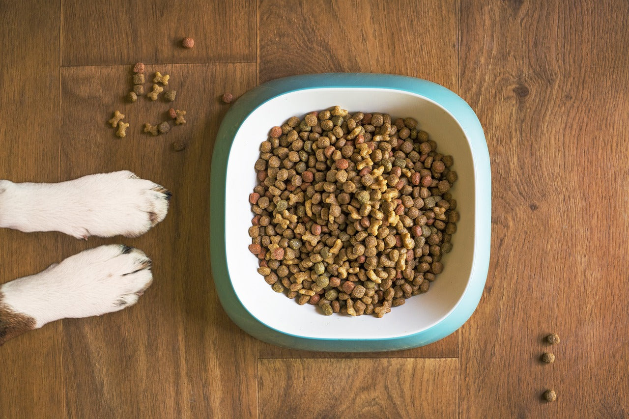 Alimentación saludable para tu mascota: opciones y recomendaciones