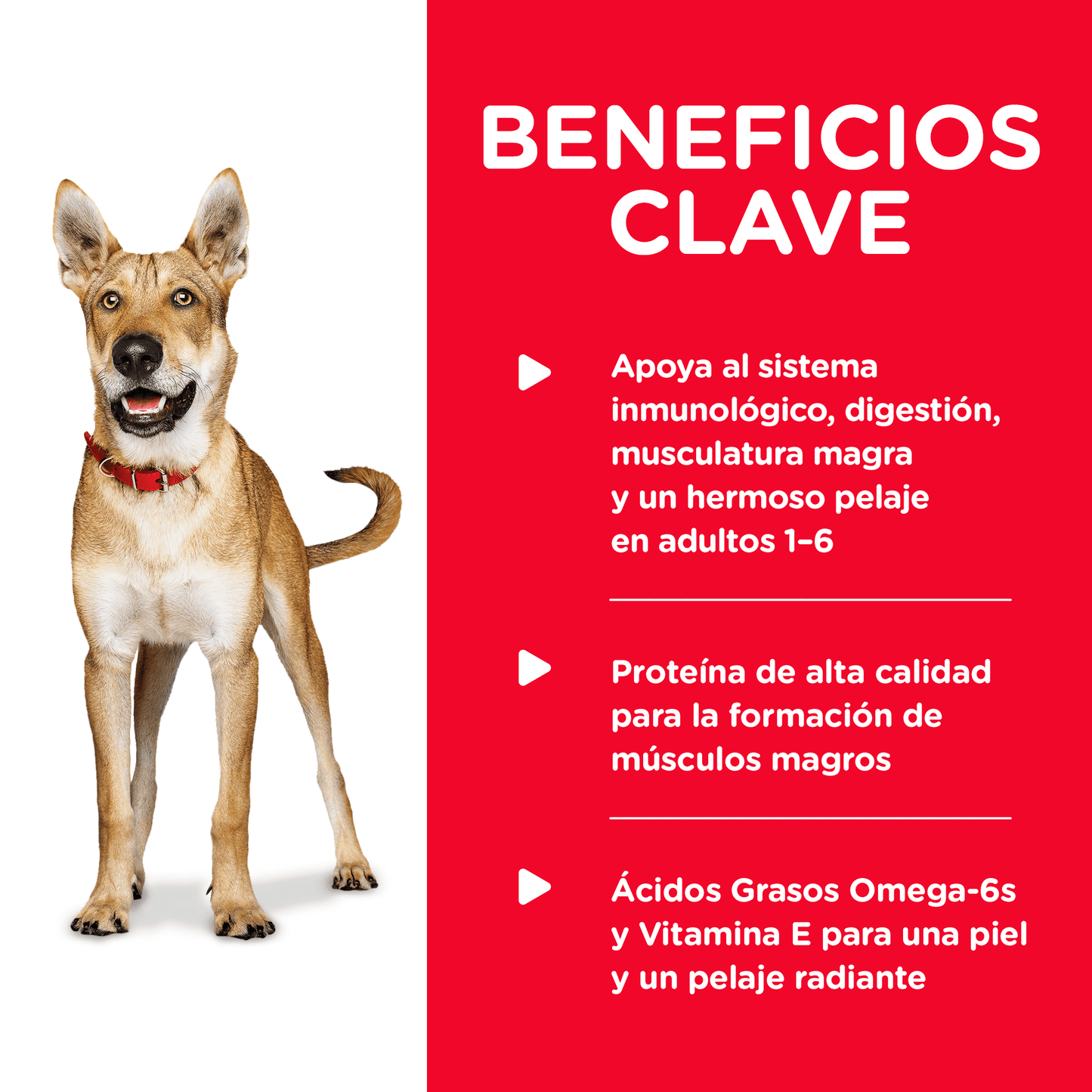 Hills Comida Húmeda Perro Adulto Chicken 13Onz