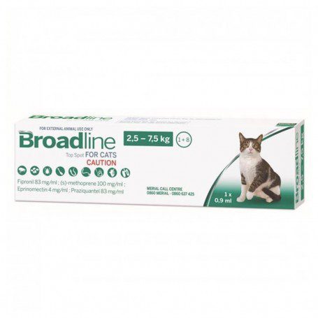 Broadline gato