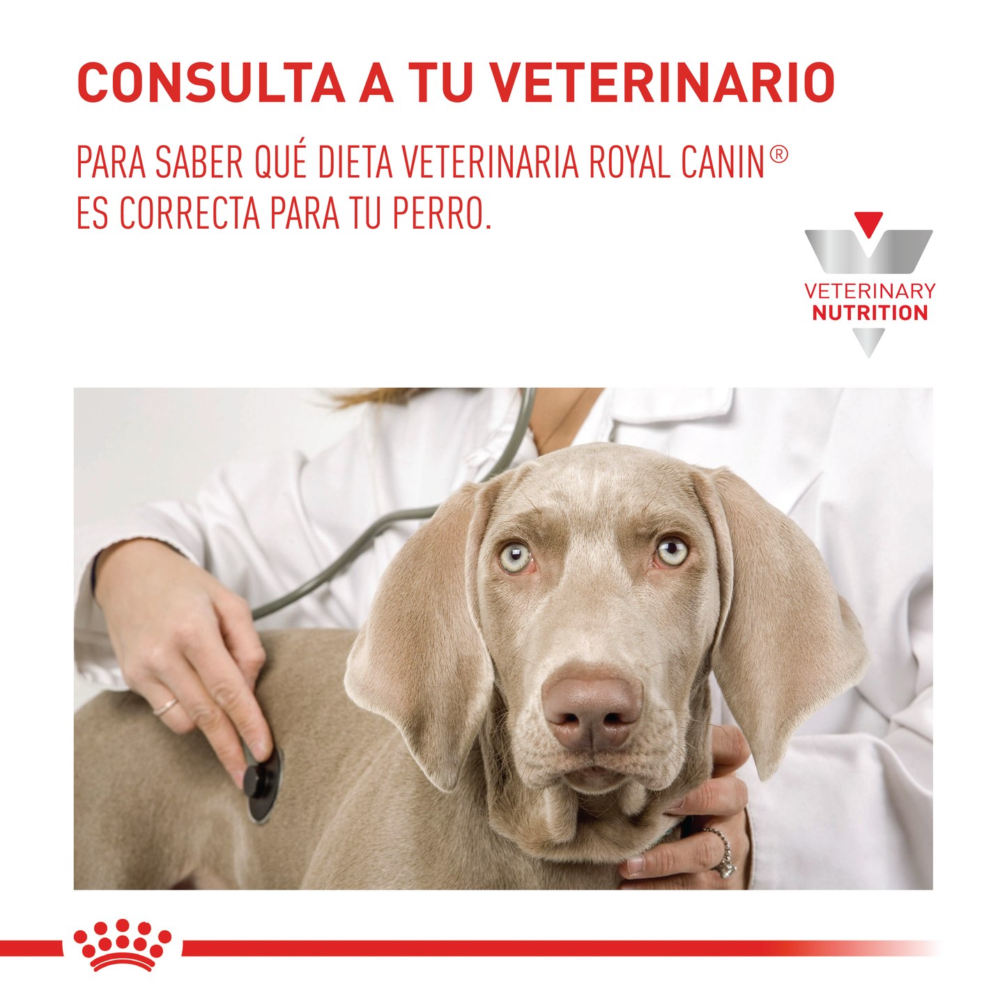 Royal Canin Hepático Perro