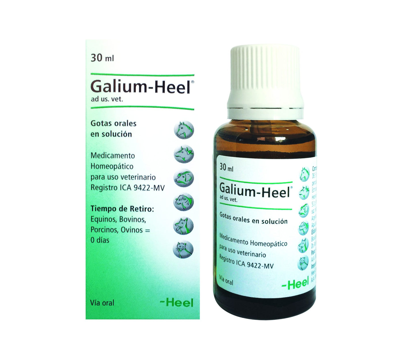 Galium