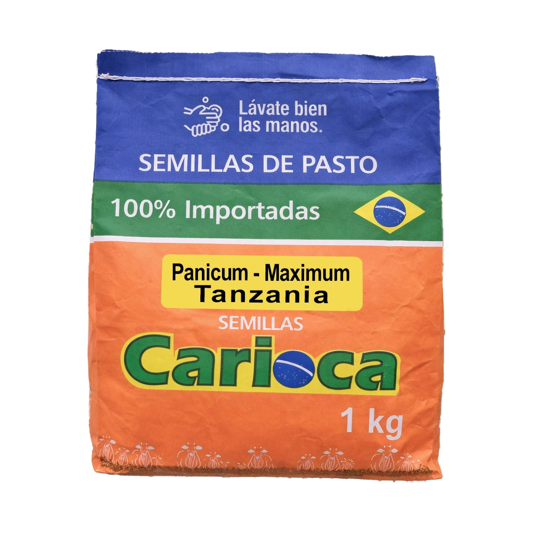 Panicum Maximum x Kilo