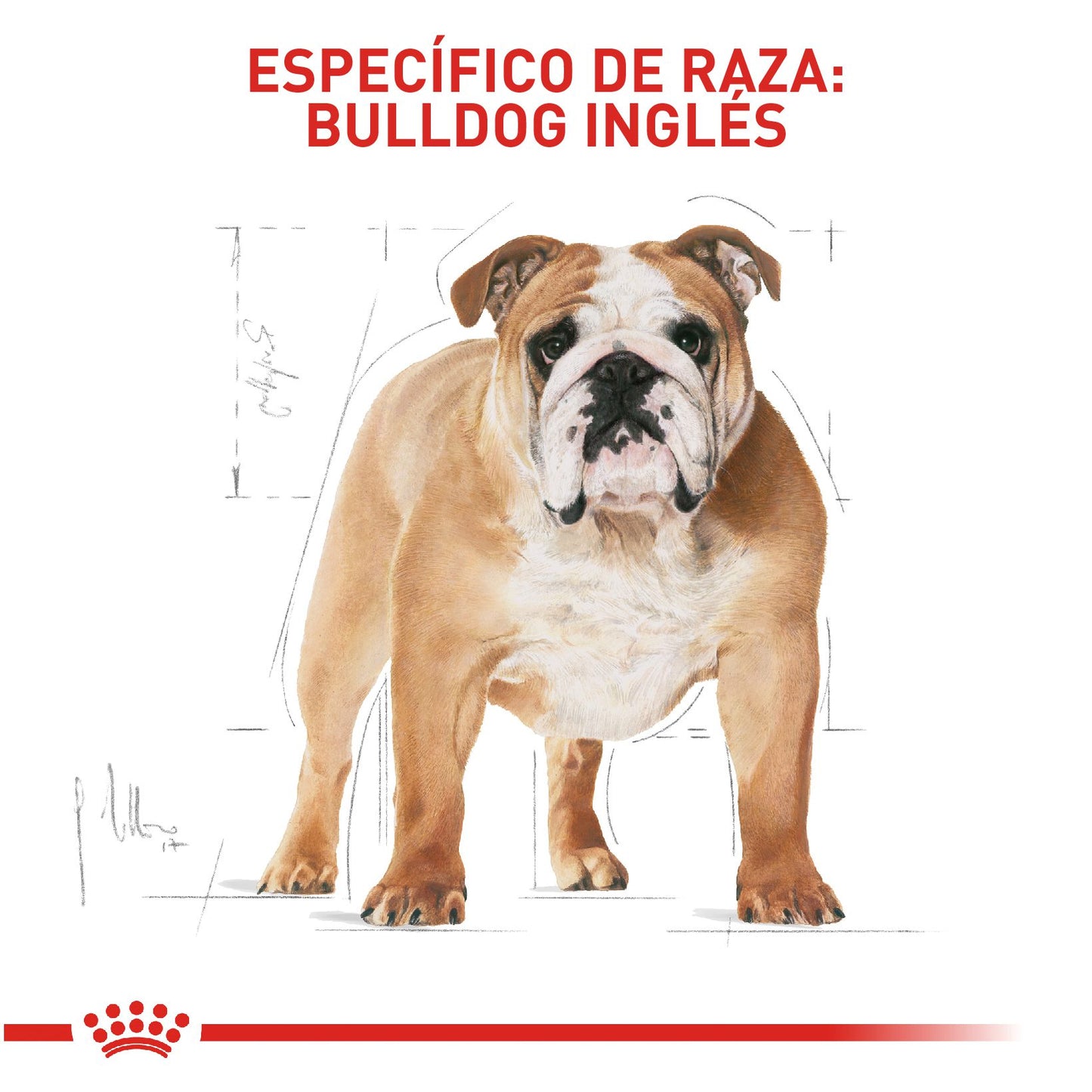Royal Canin Bulldog Inglés Adulto