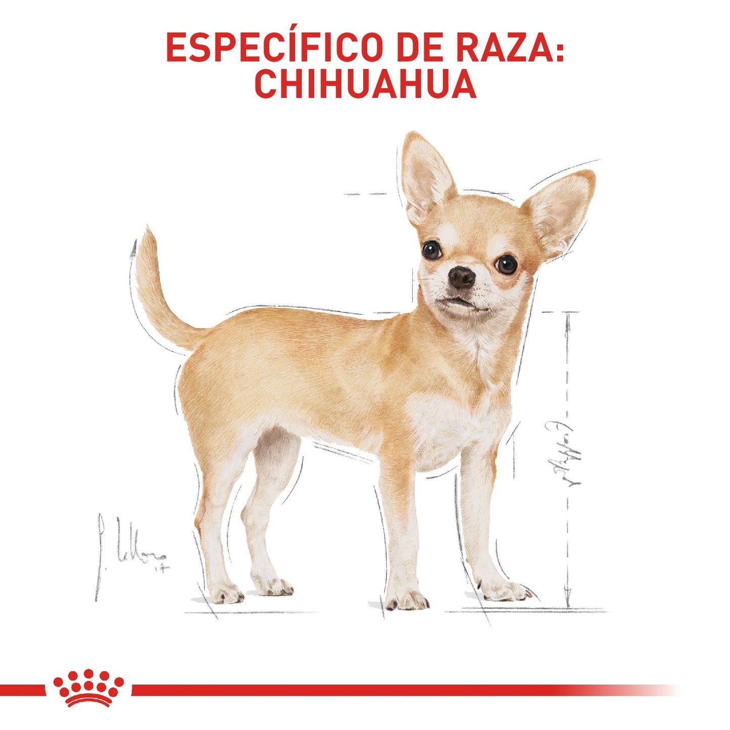 Royal Canin Chihuahua Adulto