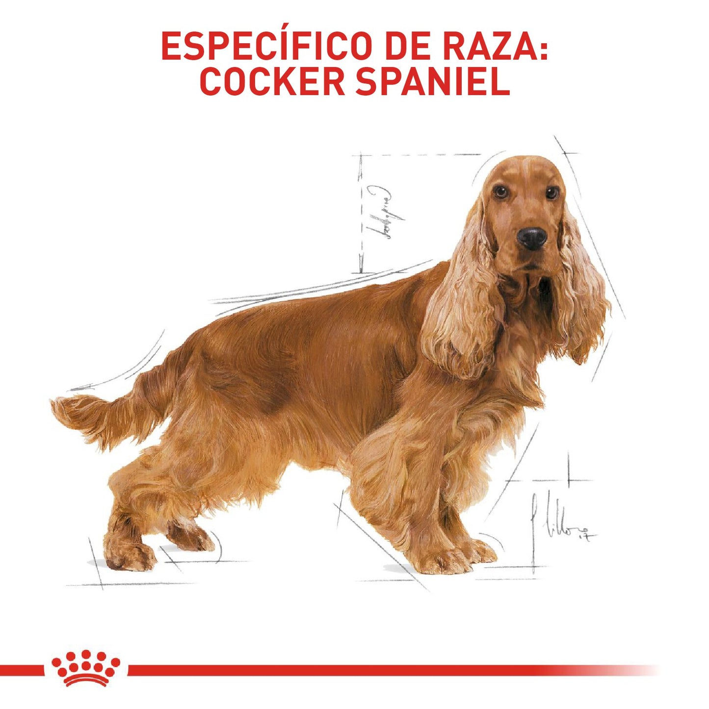 Royal canin cocker adulto 3 kg