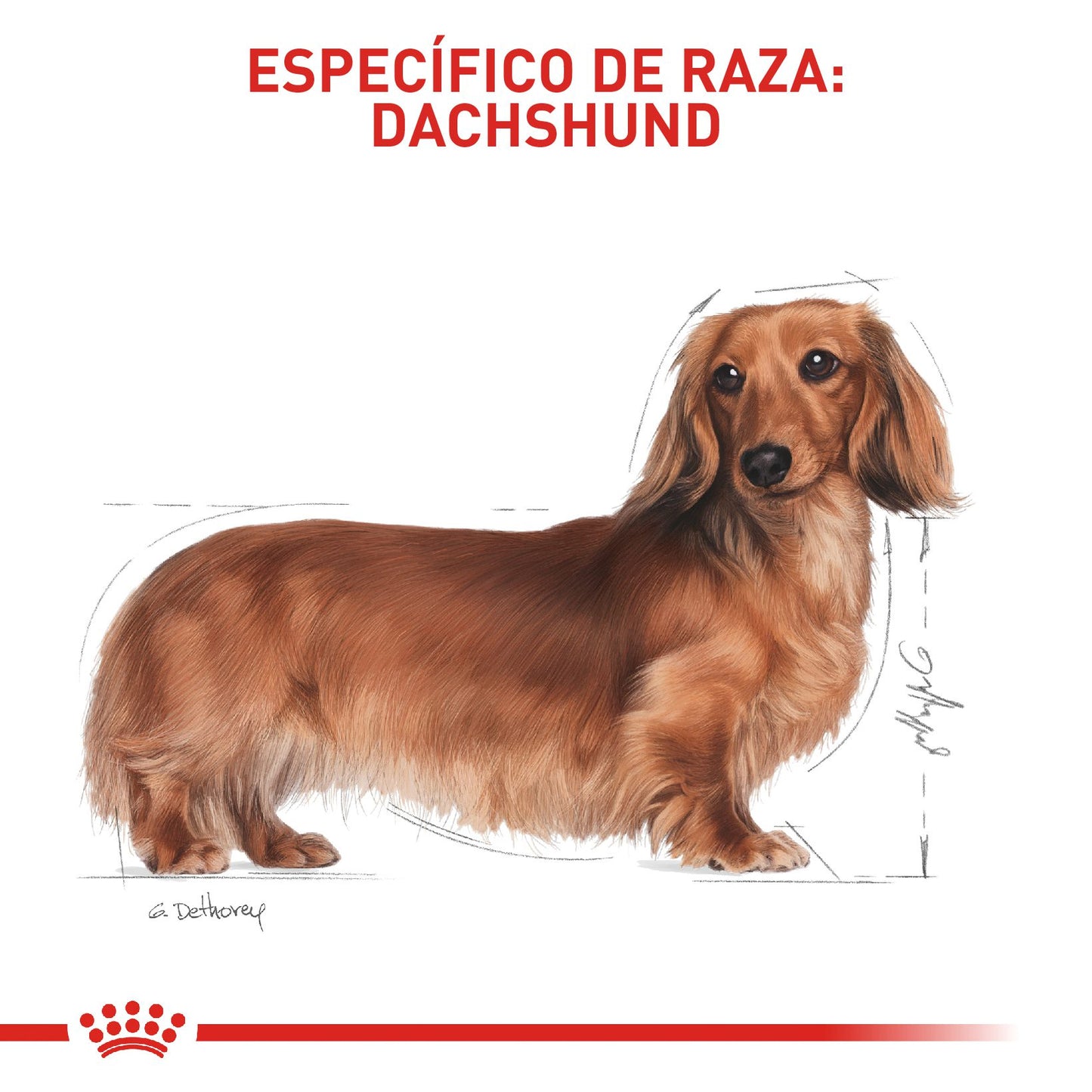 Royal Canin Dachshund Adulto x 1.5 kg