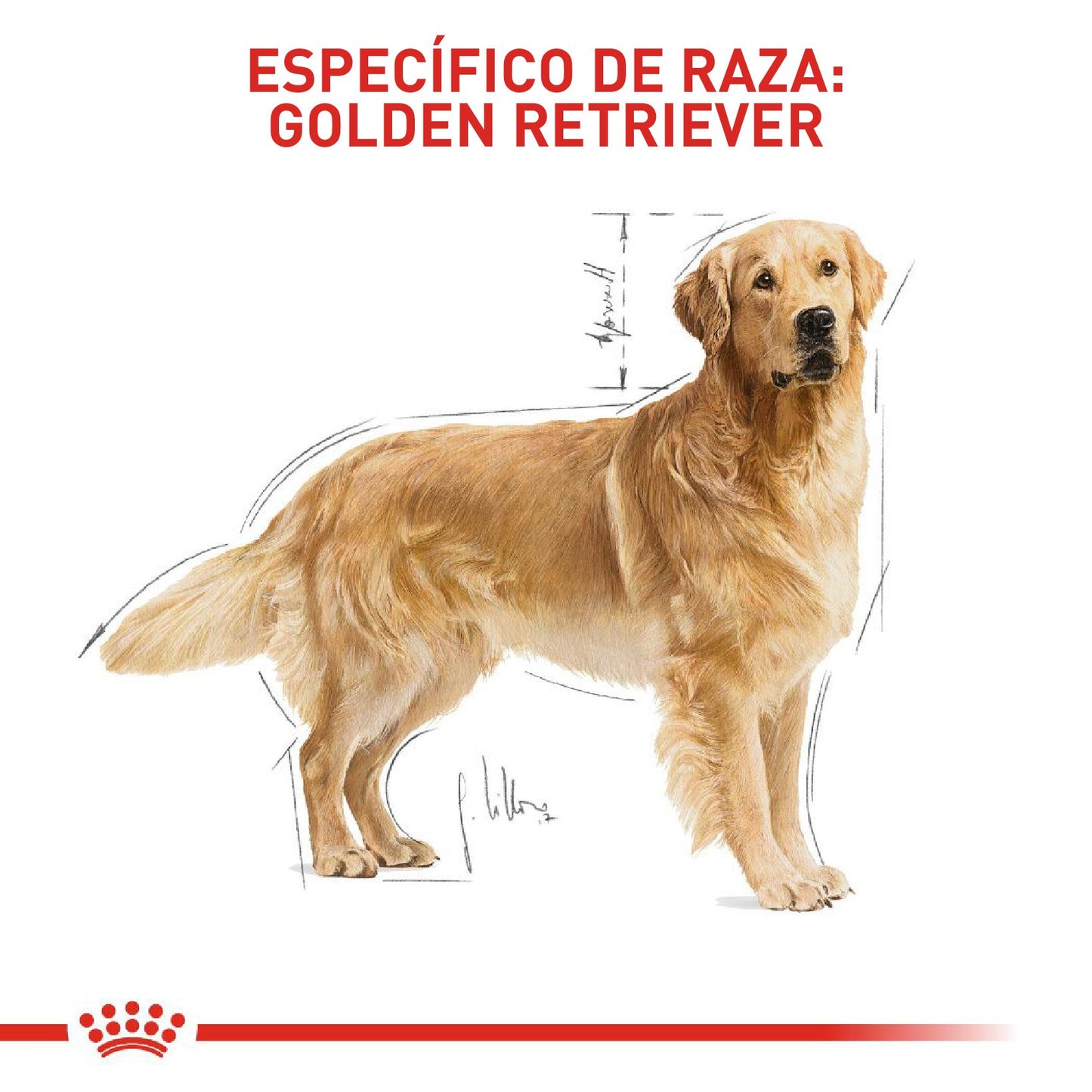 Royal Canin Golden Retriever Adulto x 13.6 kg