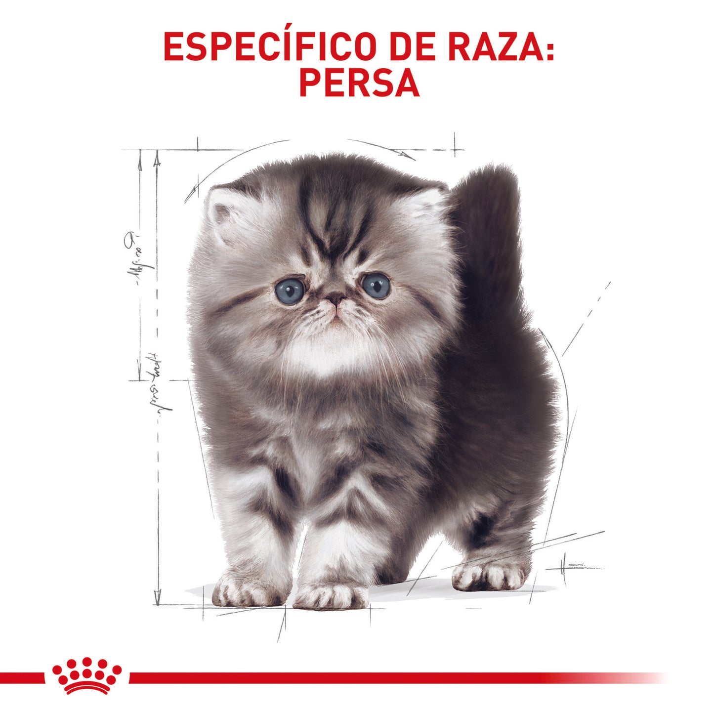 Royal Canin Persa Kitten x 2 kg