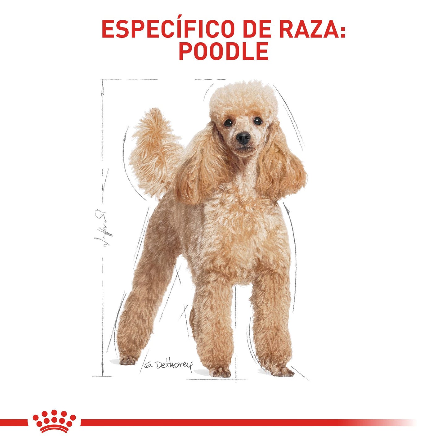 Royal Canin Poodle Adulto x 1.5 kg