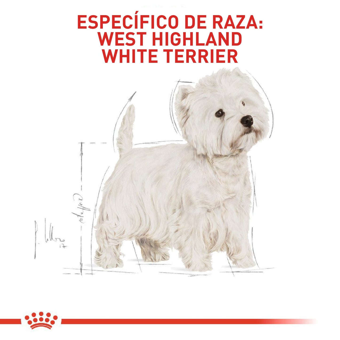 Royal Canin West Highland White Terrier Adulto x 3 kg