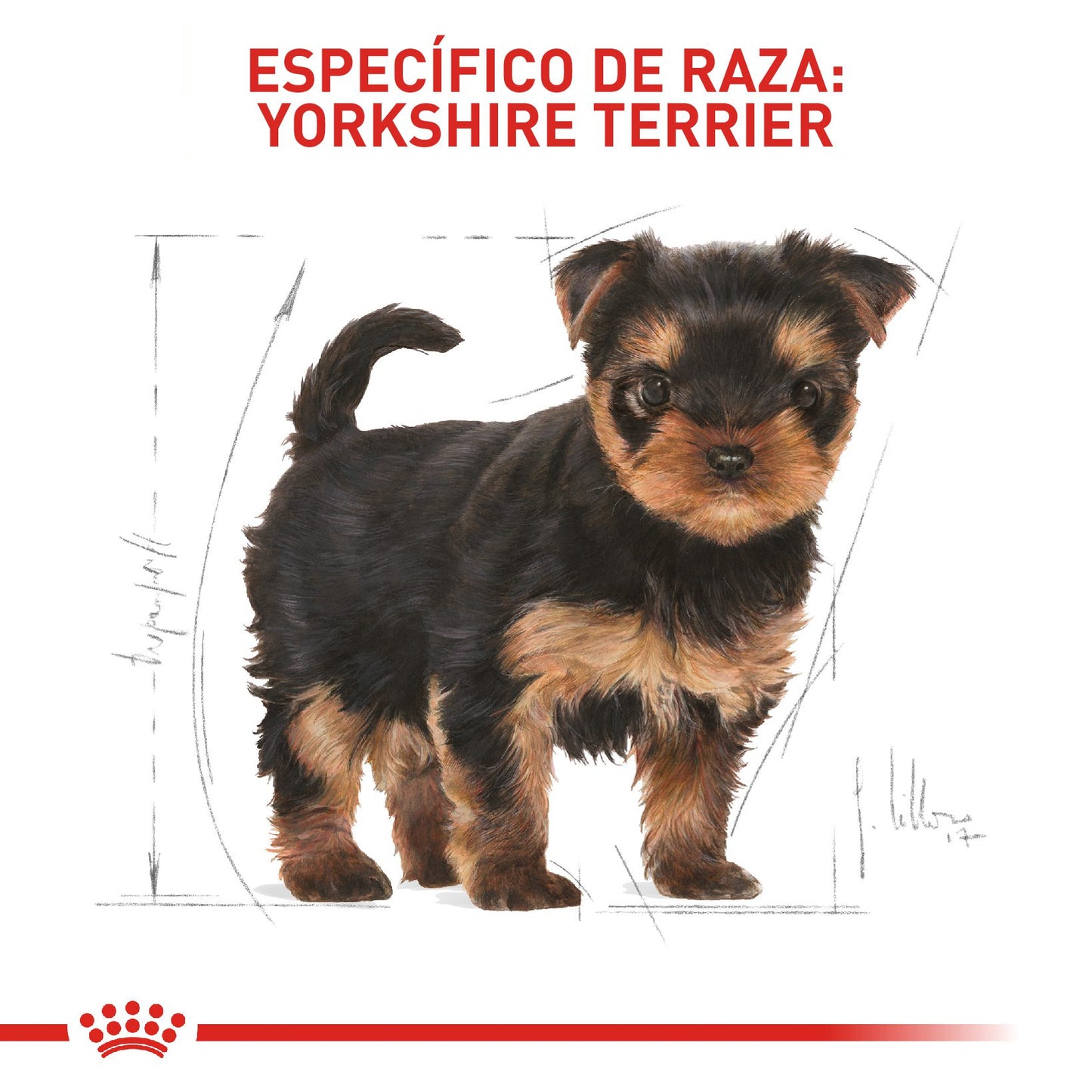 Royal Canin Yorkshire Terrier Cachorro x 1.13 kg