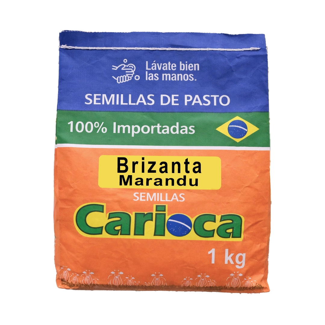 Brizanta Marandu x Kilo